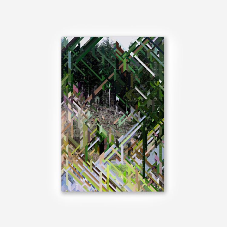 Replanted Fir – Edition